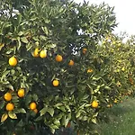 Valdezaque Cordobilla de Lácara