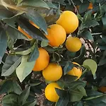 Valdezaque * Cordobilla de Lácara