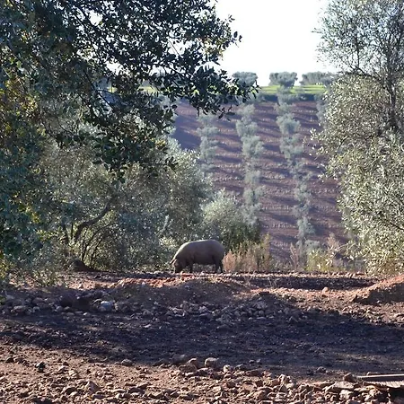 Apartament Valdezaque *