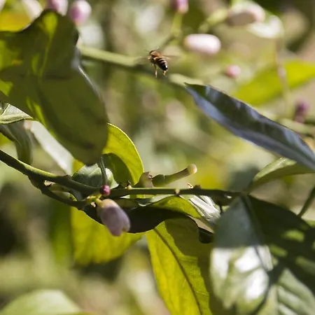 Valdezaque Cordobilla de Lácara