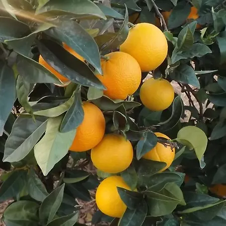 Valdezaque * Cordobilla de Lácara