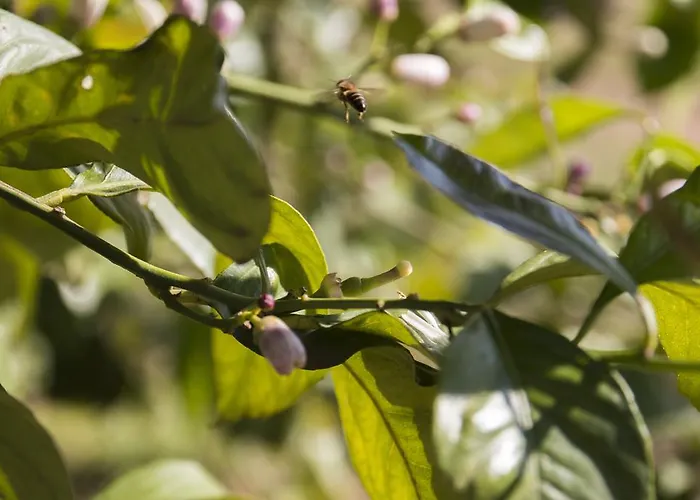 Valdezaque Cordobilla de Lácara