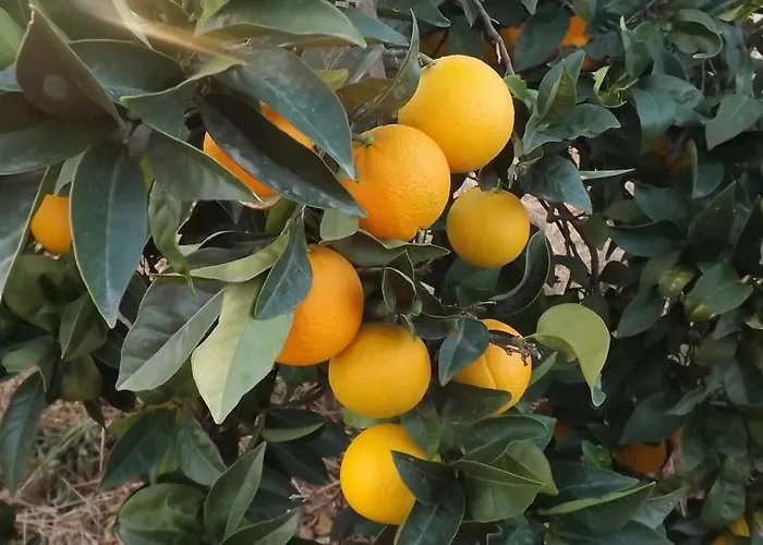 Valdezaque * Кордобилья-де-Лакара